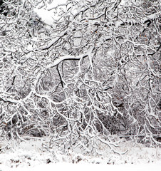 Snow-covered branches trees in winter.