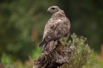 Buzzard, Common Buzzard. Buteo buteo