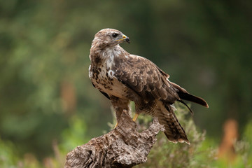 Buzzard, Common Buzzard. Buteo buteo