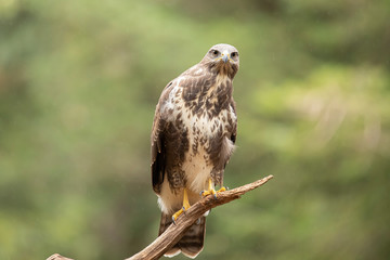 Buzzard, Common Buzzard. Buteo buteo