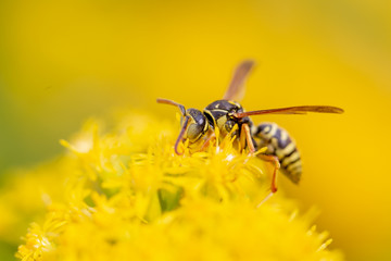 bee on a flower