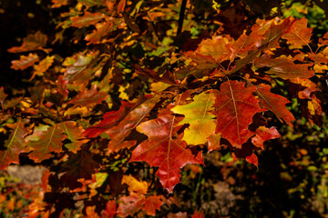 Naklejka na ściany i meble Red maple leaves in autumn on sunny day