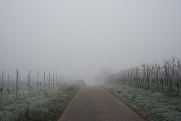Winterliche Weinbergstraße im Nebel