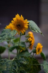 Young sunflowers on the field - outdoor photography. Sunflower natural background. Sunflower blooming