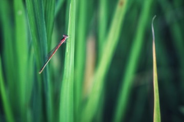 dragonfly on a blade of grass