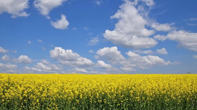 Cinemagraph of rapeseed field and cloudy blue sky