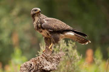 Buzzard, Common Buzzard. Buteo buteo