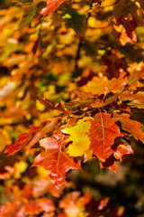 Golden Polish Autumn, maple oak leaves in forest, Poland October 2019