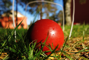 red crockett ball on green lawn at Umedalen  