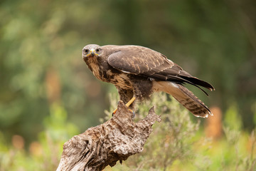 Buzzard, Common Buzzard. Buteo buteo