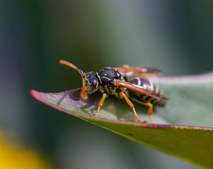 fly on leaf