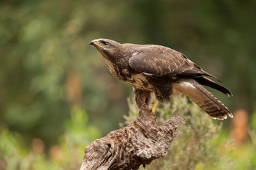 Buzzard, Common Buzzard. Buteo buteo