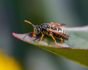fly on leaf