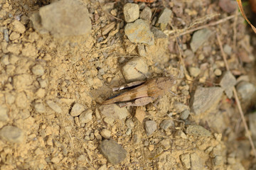 Blauflügelige Ödlandschrecke (Oedipoda caerulescens)