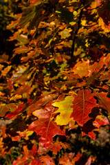 Naklejka na ściany i meble Golden Polish Autumn, maple oak leaves in forest, Poland October 2019