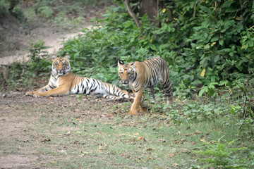 Jim Corbett tiger reserve forest, India