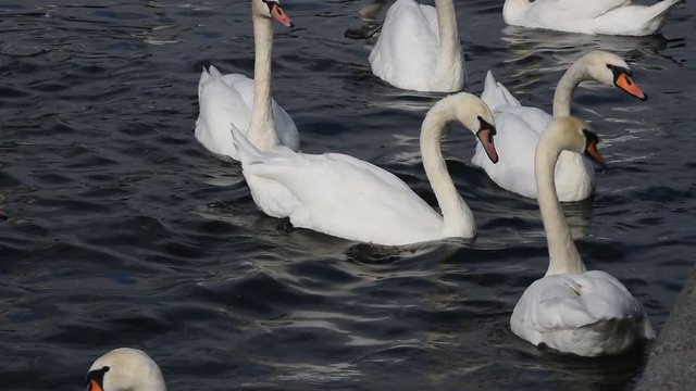 Close up white swans swim and row in water