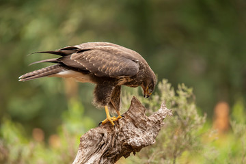 Buzzard, Common Buzzard. Buteo buteo