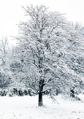 Winter day in the forest with snowy tree