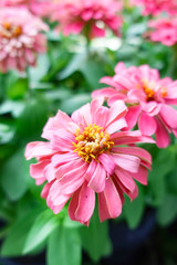Obraz premium Pink Zinnia elegans flower in the field.
