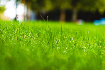 Close up picture of green grass, macro photography of spring grass. Bright colours