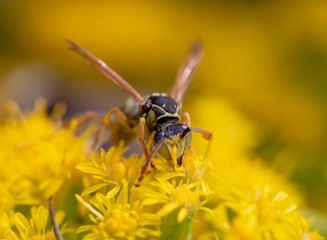 bee on flower
