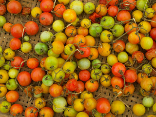 Sour and sweet wild tomatoes used as an ingredient of prepared dishes.