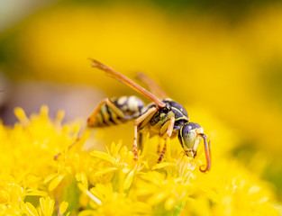 bee on a flower
