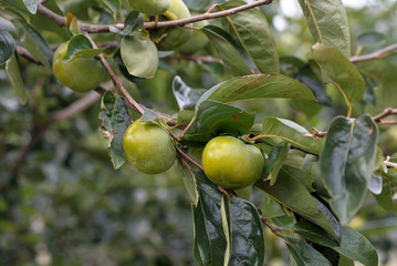 Young fruits of persimmon, on the branch