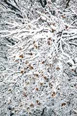 Snow-covered branches trees. beautiful natural winter background.