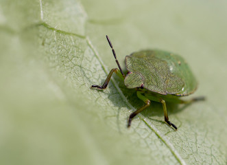 beetle on leaf