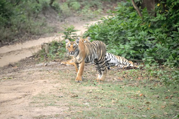 Jim Corbett tiger reserve forest, India