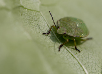 green beetle on leaf