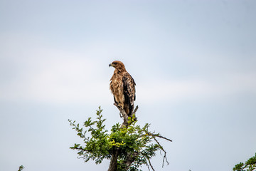 bird of prey