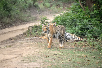 Jim Corbett tiger reserve forest, India