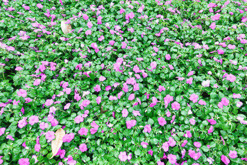 Naklejka premium Bright pink impatiens hawkeri flowers