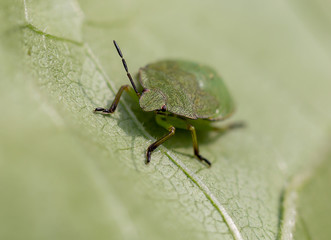 green beetle on leaf