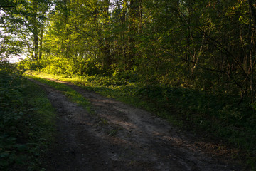 Road in the forest