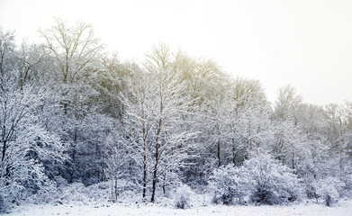 Winter day in the forest with snowy trees.