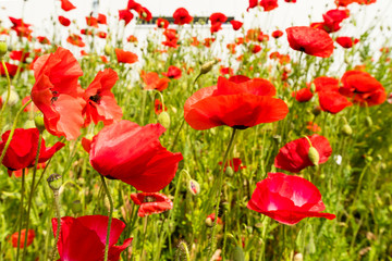 Fototapeta premium Wild red poppies growing in an urban setting.
