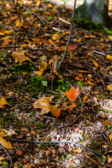 Golden Polish Autumn, leaves on ground in forest, Poland October 2019