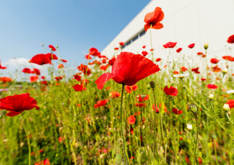 Wild red poppies growing in an urban setting.