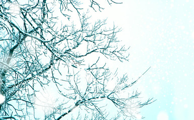 Snow-covered branches trees. beautiful natural winter background.