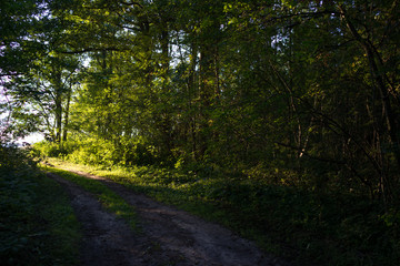 Fototapeta na wymiar Road in the forest