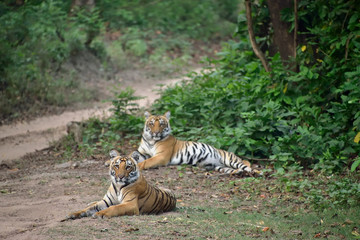 Naklejka na ściany i meble Jim Corbett tiger reserve forest, India