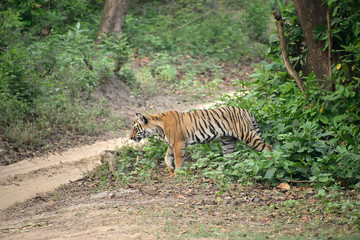 Obraz na płótnie Canvas Jim Corbett tiger reserve forest, India