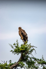 bird of prey