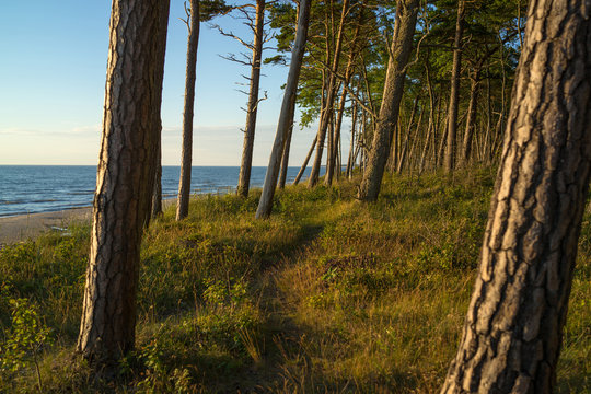 A pine forest near the beach, Baltic sea, Latvia