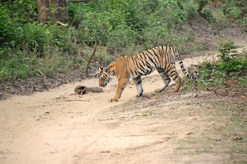 Jim Corbett tiger reserve forest, India
