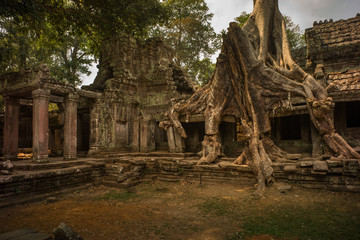 Ancient tree covering the temple ruins in Angkor Vat Cambodia
